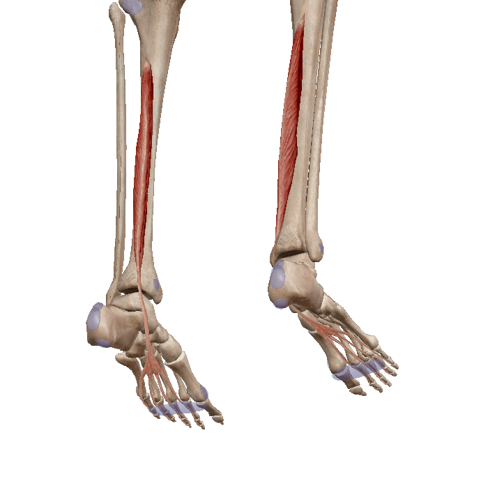 1 скелет голени. Длинный сгибатель пальцев (m. Flexor digitorum Longus). Длинный сгибатель пальцев мышца голени. Длинный сгибатель пальцев стопы анатомия. Длинный сгибатель пальцев стопы m. Flexor digitorum Longus.